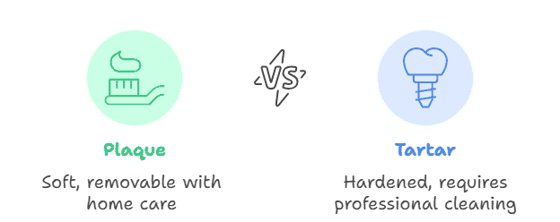 Dental Plaque vs Dental Tartar