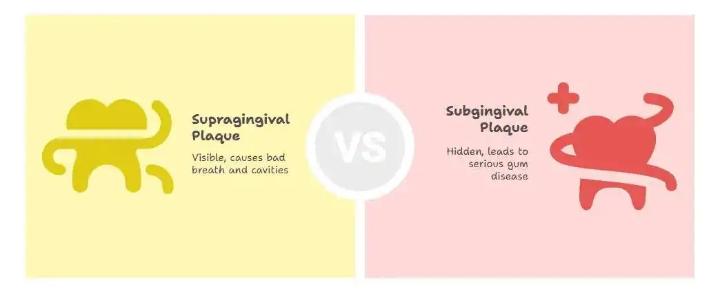 What are the Different Types of Dental